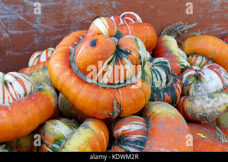Stapel der Turban squash für Verkauf an westham Island Herb Farm, Delta, British Columbia, Kanada Stockfoto