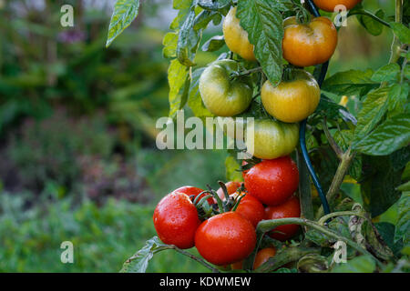 Nasse grüne und rote Tomaten wachsen in einem Garten. Stockfoto