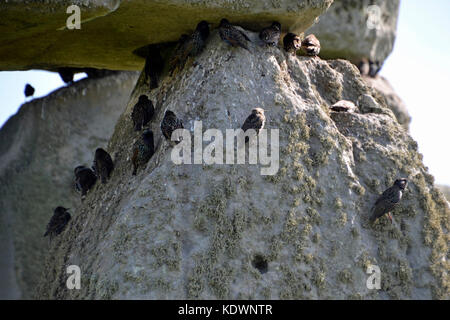 Stare auf Standing Stone, so Stein, Stonehenge Stockfoto