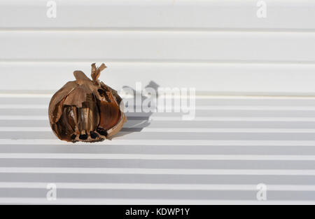 Helle essen Fotografie Bild der offenen schwarzen Knoblauch Zwiebel und Knoblauchzehen in der Sonne mit weißem Holz Hintergrund und an der Südküste England Großbritannien Stockfoto