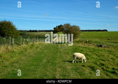 Schafe auf der Route von Durrington Walls nach Stonehenge, einer alten Prozessionsroute in Wiltshire, Großbritannien Stockfoto