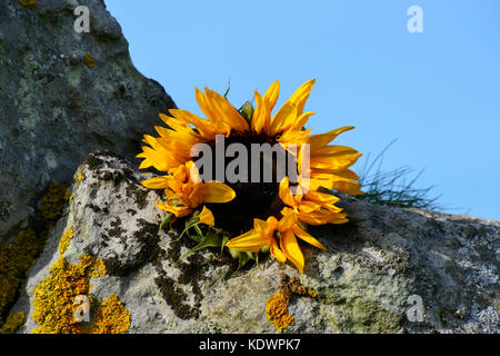 Sonnenblume auf Standing Stone Henge bei Avebury Stone Circle, Wiltshire Stockfoto