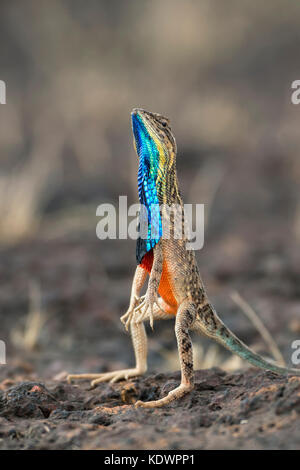 Das Bild der Ventilator throated Lizard (Sitana ponticeriana) wurde in Satara, Maharashtra, Indien genommen Stockfoto