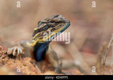 Das Bild der Ventilator throated Lizard (Sitana ponticeriana) wurde in Satara, Maharashtra, Indien genommen Stockfoto