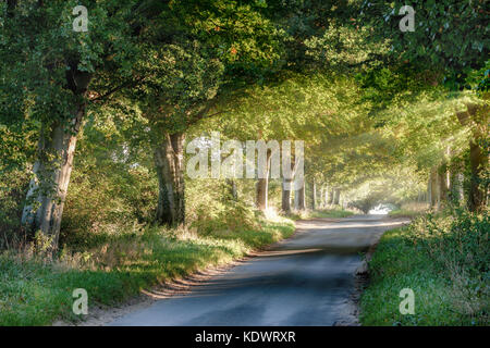 Ruhige ländliche Straße bei Sonnenaufgang durch einen Bogen von alten Bäumen. goldene Sonnenlicht strahlt im Sommer unter den Vordächern von grünen Blättern. Baum Lkw widerspiegeln. Stockfoto