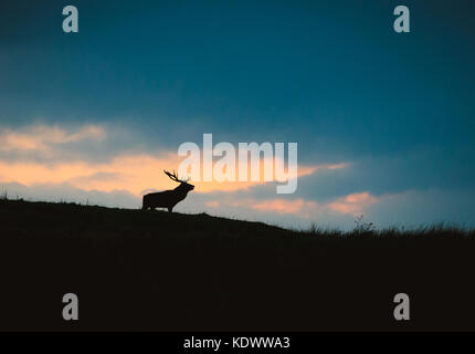 Ein Rotwild Hirsch und Reh gegen den Abendhimmel in den Peak District im Herbst Brunftzeit. Stockfoto