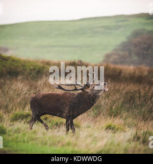 Ein Rotwild Hirsch während der Brunftzeit im Peak District Stockfoto