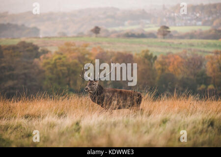 Ein Rotwild Hirsch steht auf Moorland im Peak District Stockfoto