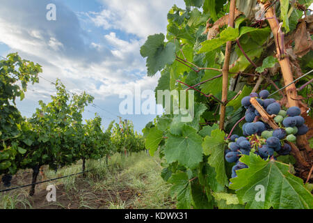 Reifung der Trauben in den Weinbergen der Uco Tal nr Tupungato, Mendoza, Provinz, Argentinien Stockfoto