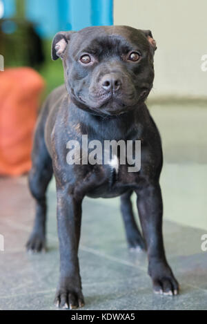 Portrait von schwarzen Staffordshire Terrier posing Stockfoto