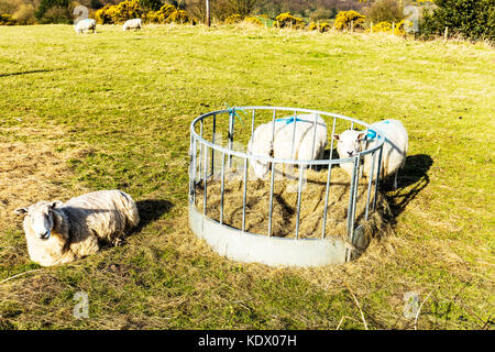 Das herdwick Schafe züchten, hausschaf Rasse, herdwick Schafe, Schafe fressen Heu, Schafe füttern, Herdwick-schafe im Feld, Herdwick-schafe außerhalb Bereich Stockfoto