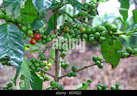 Bio Kaffee Anlage mit reifen Bohnen in der Plantage in Kerala, Indien Stockfoto