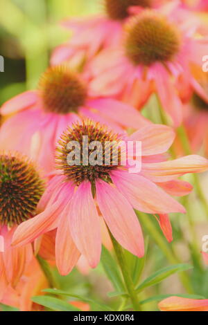 Echinacea 'Cheyenne Spirit', ein Hybrid coneflower, in voller Blüte an der Grenze von einem Englischen Garten im Spätsommer, Großbritannien Stockfoto