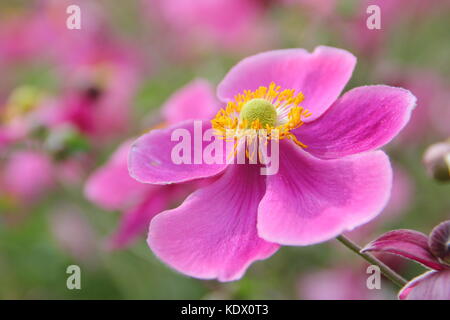 Anemone 'Hadspen Fülle', Japanische Anemone, blühende, in der Grenze ein Englischer Garten im Spätsommer, Großbritannien Stockfoto