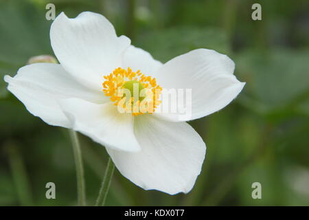 Anemone x hybrida Honorine Jobert, japanische Anemone, in voller Blüte in einem Englischen Garten im Spätsommer, Großbritannien Stockfoto