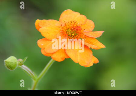 Geum 'Dolly Norden' Blüte in einem Englischen Garten Grenze, Großbritannien Stockfoto