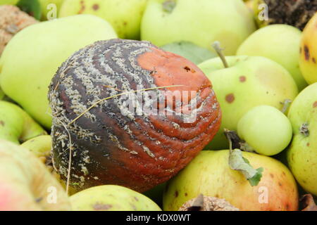 Kranke Äpfel mit Schorf und Schleimkrankheit (monilinia Laxa/monilinia fructigena) von Apple Bäume für die Entsorgung entfernt Pilz Ausbreiten zu verhindern Stockfoto