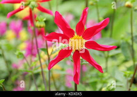 Dahlie Honka Rot, eine Orchidee stil Dahlia, in voller Blüte an der Grenze von einem Englischen Garten im Spätsommer, Großbritannien Stockfoto