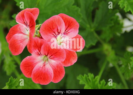 Pelargonium 'Madame Nonin', eine aromatische Pflanze manchmal als duftende Geranien, in voller Blüte in einem Englischen container Garten im Spätsommer, Großbritannien Stockfoto