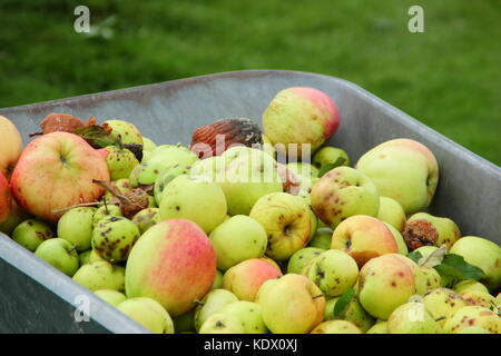 Kranke Äpfel leiden Schorf und Schleimkrankheit (molinia Laxa) in einer Schubkarre zur Entsorgung gesammelt Pilze ausbreiten, die in einer englischen Obstgarten zu entmutigen Stockfoto