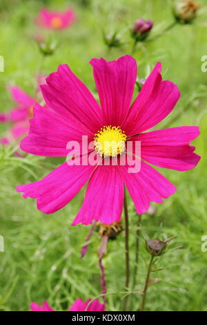 Schmuckkörbchen 'Dazzler' in voller Blüte in einem Englischen Garten Grenze im Sommer Stockfoto