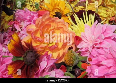 Haupt-steuerschieber verblassten Dahlie Blüte, entfernt Kontinuierliche Blüte zu fördern. Stockfoto