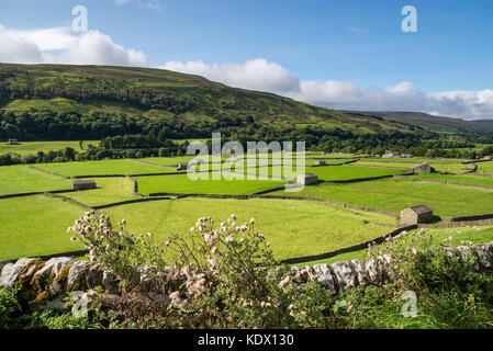 Gunnerside wiesen in Swaledale, North Yorkshire, England. Stockfoto