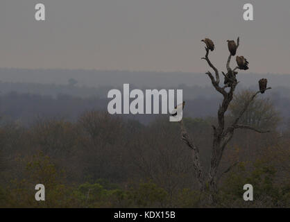 Unheimliche Landschaft der Weißen gesichert Geier in toten Baum, Krüger Nationalpark, Südafrika Stockfoto