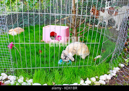 Niedliche Kaninchen Spielplatz im Freien. Käfig coop Hutch.lop eared