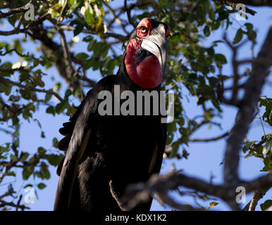 Südliche Hornrabe im Baum, Krüger Nationalpark, Südafrika Stockfoto