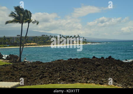 PALM IN HAWAII Stockfoto