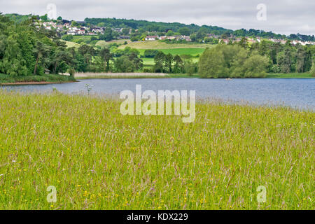 BLAGDON LAKE SOMERSET ENGLAND Frühling die Wiesen voller wilder Blumen mit BLAGDON DORF IM HINTERGRUND Stockfoto