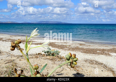 Meer Daffodill (Pancratium maritimum), das Meer Daffodill in einer Düne, Ezzi Mannu, Srdinia, Stockfoto