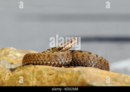 Schönen gemeinsamen europäischen Viper Sonnenbaden auf den Stein (Vipera berus) Stockfoto