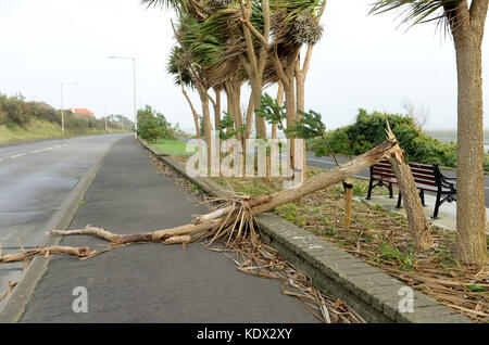 Ein gefallener Ast an der James Larkin Road, Dublin, Irland, als der Orgelwind Ophelia Großbritannien und Irland mit Böen von bis zu 80 km/h bekämpft. Stockfoto