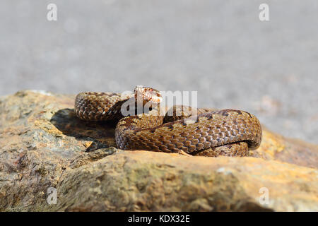 Gemeinsame europäische Kreuzotter (Vipera berus Nahaufnahme) Stockfoto