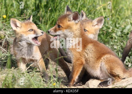 Familie der junge Rote Füchse spielen in der Nähe der Höhle (vulpes) Stockfoto