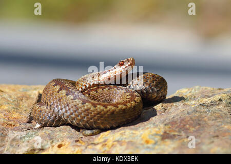 Vipera berus stehen auf einem Stein im natürlichen Lebensraum (Gemeinsame gekreuzt europäischen Addierer) Stockfoto