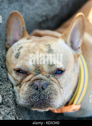 Französische Bulldogge Liegend in sandigen Strand. Stockfoto