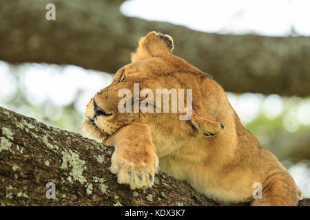 Löwin auf einen Baum Stockfoto