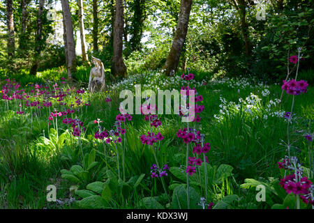 Primula japonica Miller's Crimson, Japanisch Primrose, Holz, Wald, Schatten, Schatten, klassischen Garten, Gärten, Lissadell House, neo-klassischen griechischen re Stockfoto