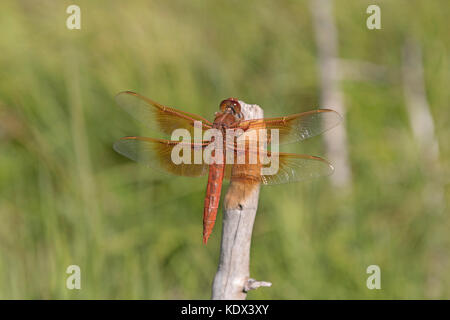 Flamme skimmer Dragonfly in der Nähe von Shoshone Lake im Yellowstone National Park in Wyoming Stockfoto