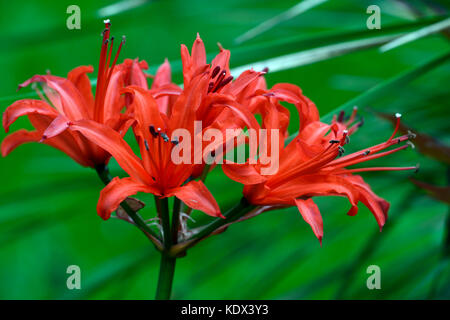 "Nerine" sarniensis, Guernsey, Jersey lily Lily, Ausschreibung, blühende, Glühbirne, blumen, rot, Herbst, herbstliche, Western Cape, RM Floral Stockfoto