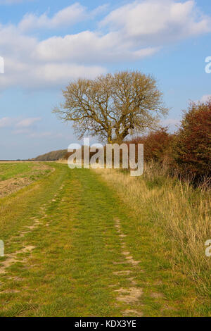 Eine esche Baum im Herbst neben einem hawthorn Hecke mit roten Beeren und einem Grasbewachsenen reitweg unter einem blauen bewölkten Himmel in den Yorkshire Wolds Stockfoto