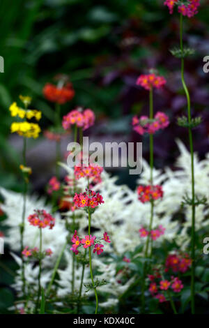 Astilbe chinensis, Primula japonica, falsche goatsbeard, Holz, Wald, Schatten, Schatten, Schatten, mehrjährig, Stauden, Pflanzen Porträts, Nahaufnahme, weiß, p Stockfoto