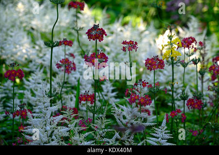 Astilbe chinensis, Primula japonica, falsche goatsbeard, Holz, Wald, Schatten, Schatten, Schatten, mehrjährig, Stauden, Pflanzen Porträts, Nahaufnahme, weiß, p Stockfoto