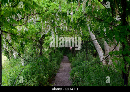 Wisteria sinensis, weiß, chinesische wisteria, Blüte, Blüten, raceme, Blütenstände, Abdeckung, Metall, Bogen, Bogen, Pergola, Spaziergang, Pfad, Tunnel, Laufsteg, altamont Stockfoto