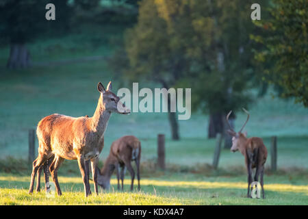 Weibliche Rothirsche in goldenen Morgenlicht. Stockfoto