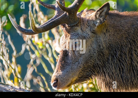 Nahaufnahme der roten Hirsch Stockfoto