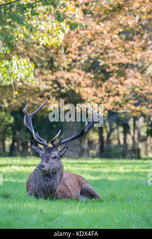 Verletzte Red Deer stag Stockfoto